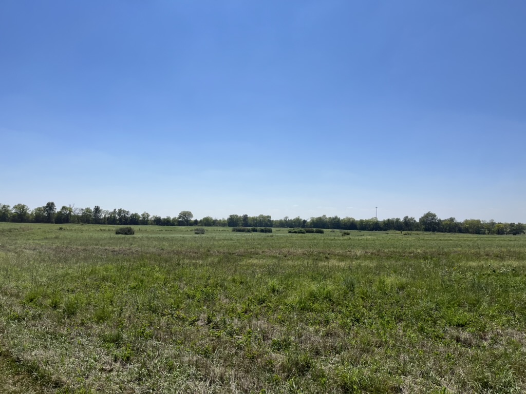 CRP native grass field with brush encroachment, Prescott property — before clearing