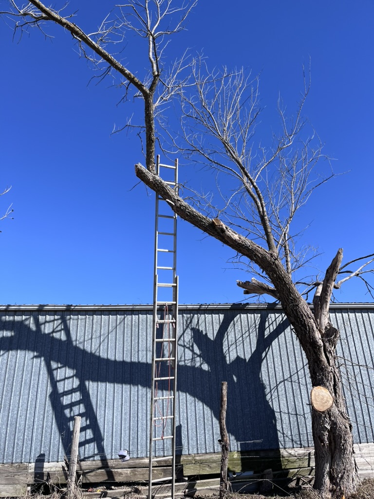 Tall ladder leaning against a dead tree next to a barn at High Linn Farms