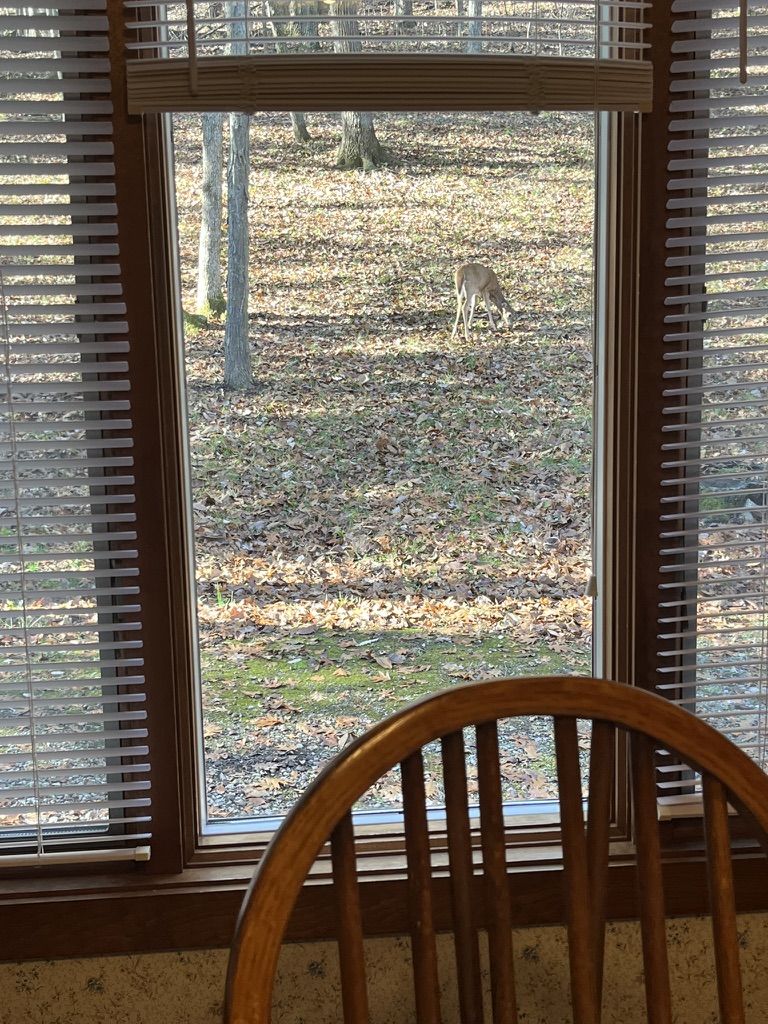 White-tailed deer grazing outside the dining room window at the Pleasanton cabin