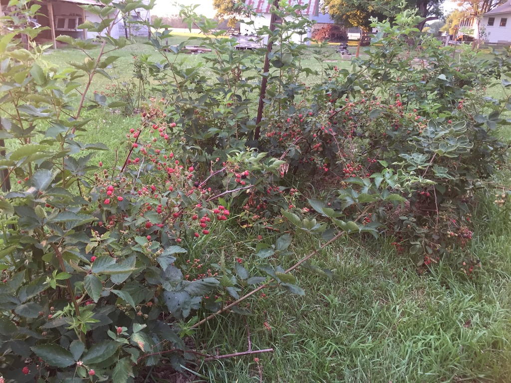 Blackberry bushes loaded with ripening berries in the Prescott orchard