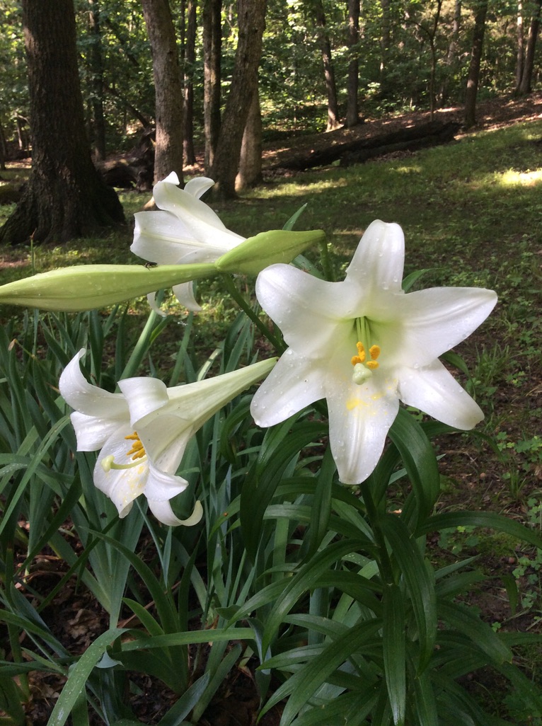 Easter lilies in bloom at High Linn Farms, grown from church bulbs