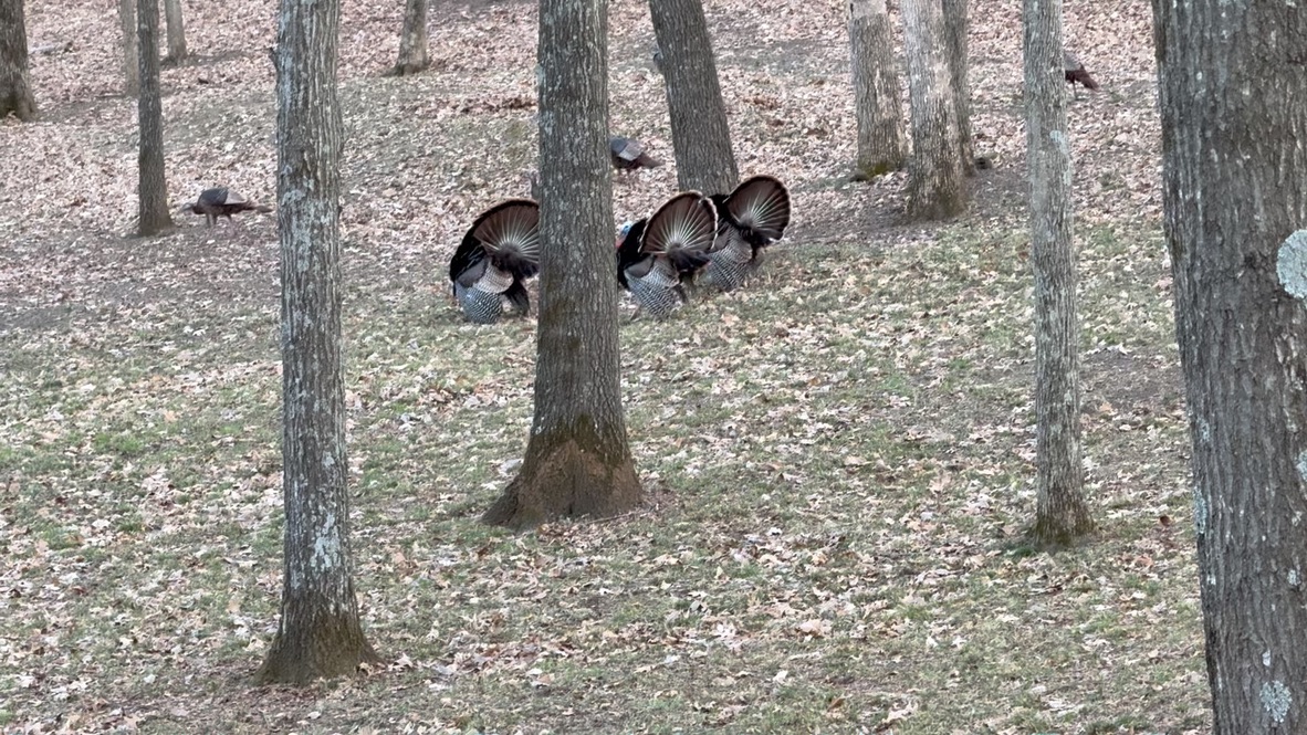 Two Eastern wild turkey gobblers strutting in the timber at Pleasanton
