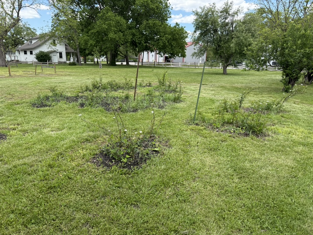 Young orchard and garden plantings