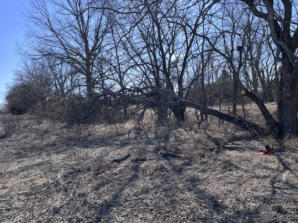 Timber and brush clearing work in progress